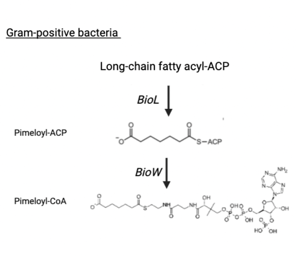 Molecular structure diagram